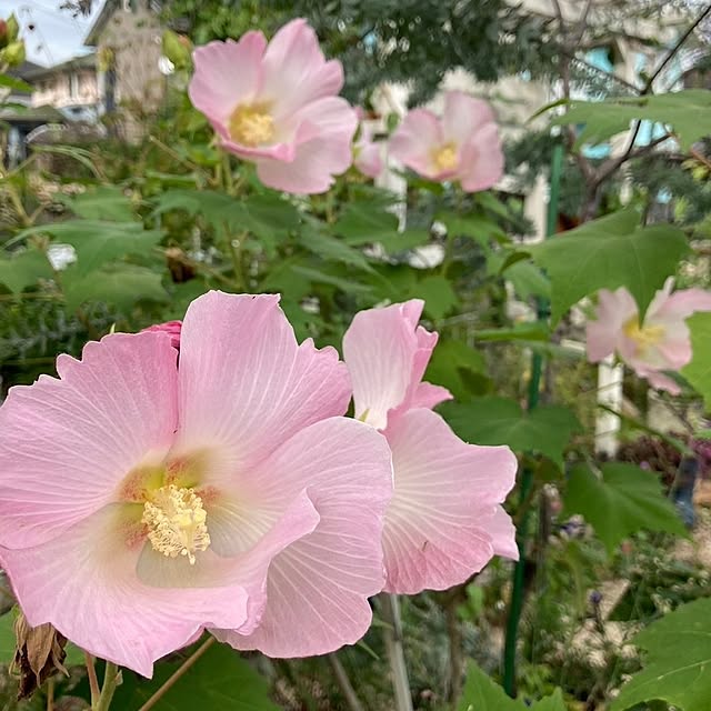 min_nimさんの実例写真