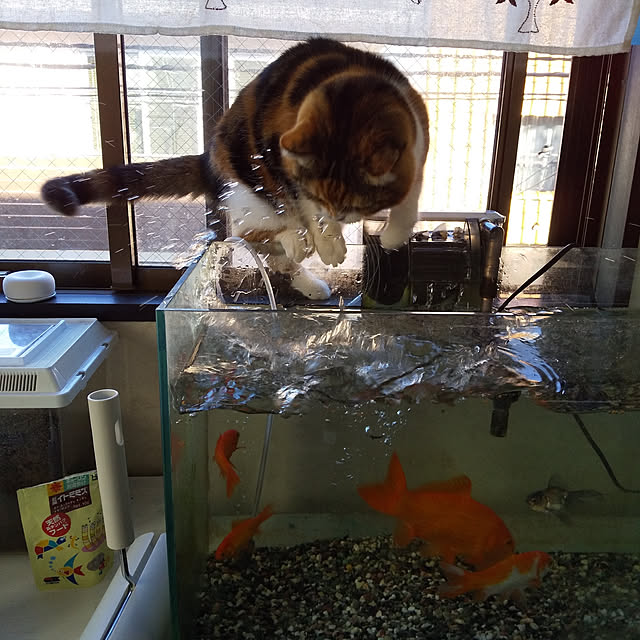 yukieさんの実例写真