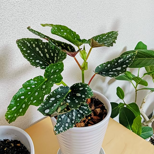 hanachanさんの部屋