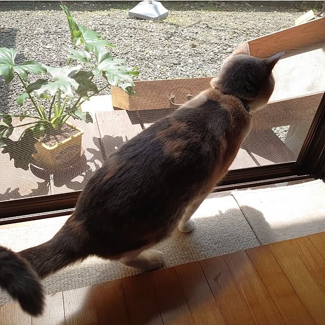 fukuさんの実例写真