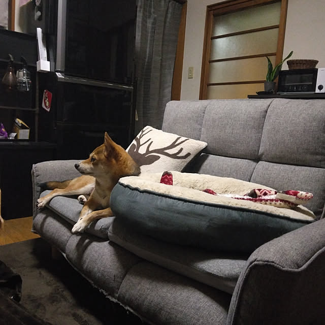 msk428815さんの実例写真