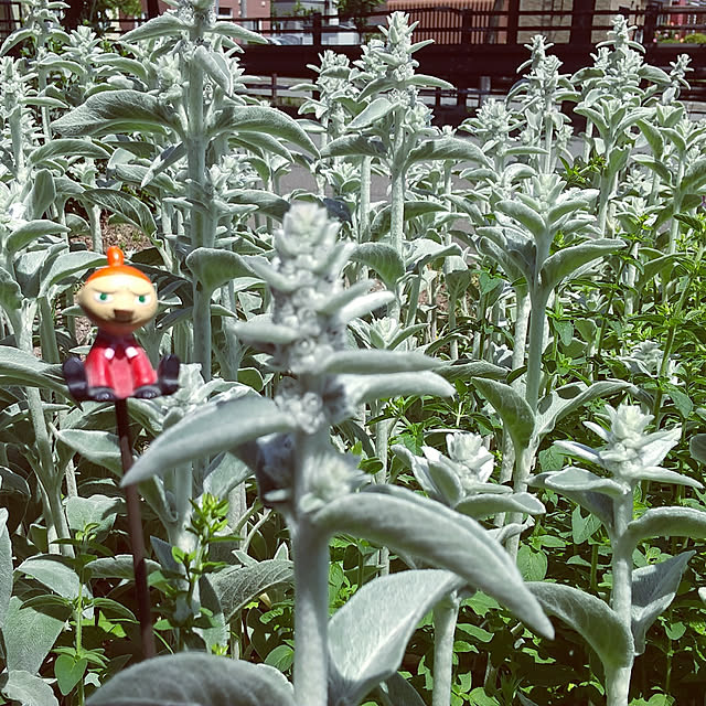 okeiさんの実例写真