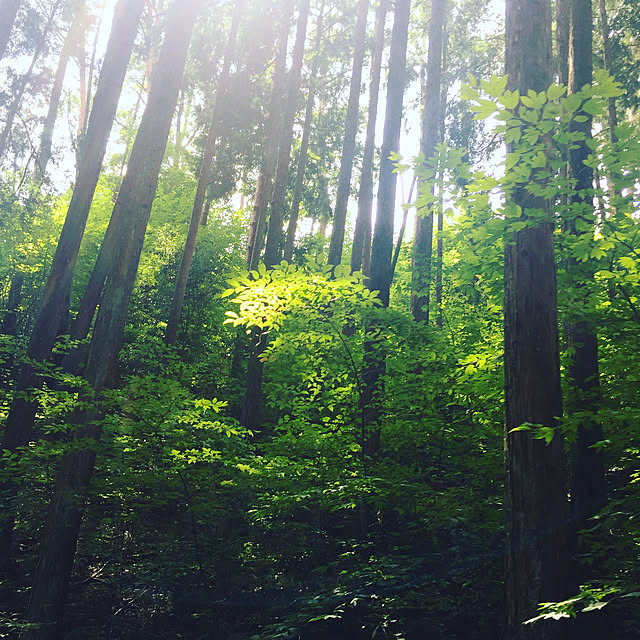 yomogichanさんの実例写真