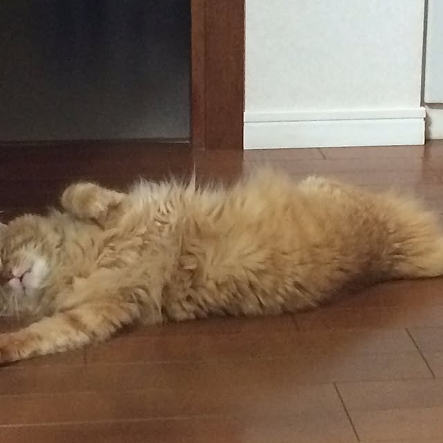 Hiroさんの実例写真
