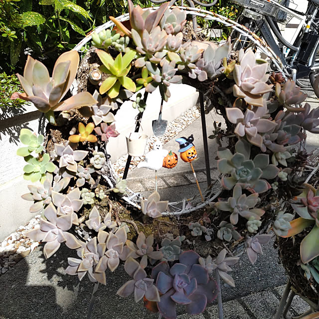 momoさんの実例写真
