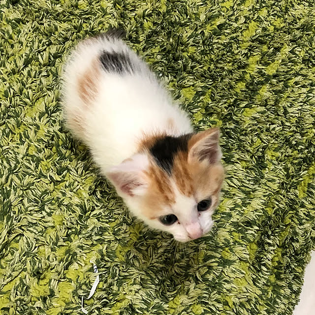 Chiiさんの実例写真