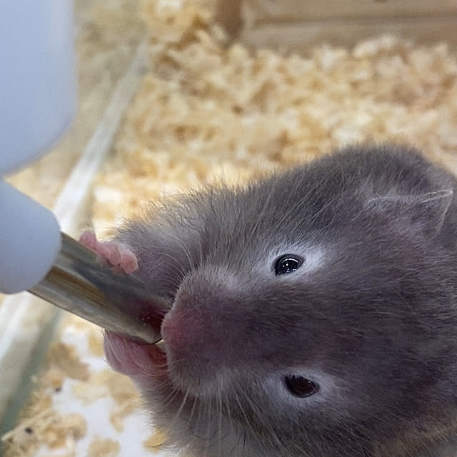 ohanaさんの部屋