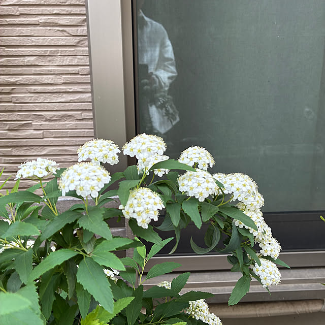 hatsugaさんの部屋