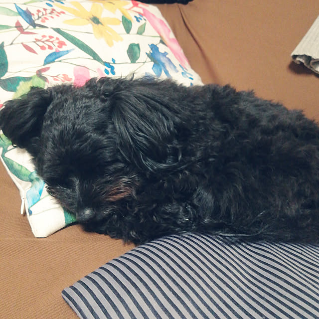 mayumiさんの実例写真