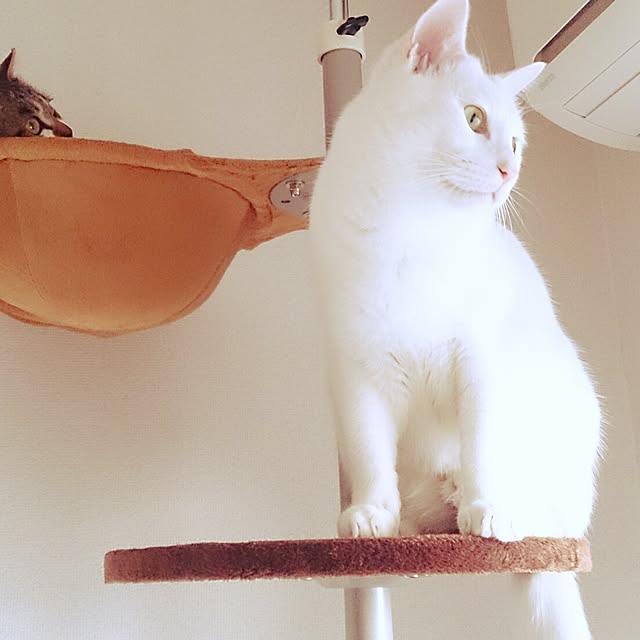 yipuuさんの実例写真