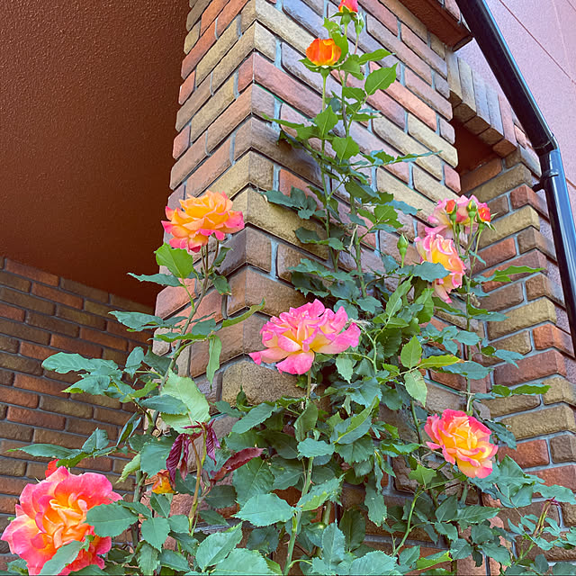 RoseLife5818さんの実例写真