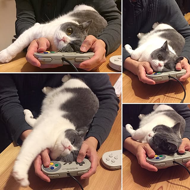 mohayaeteさんの実例写真