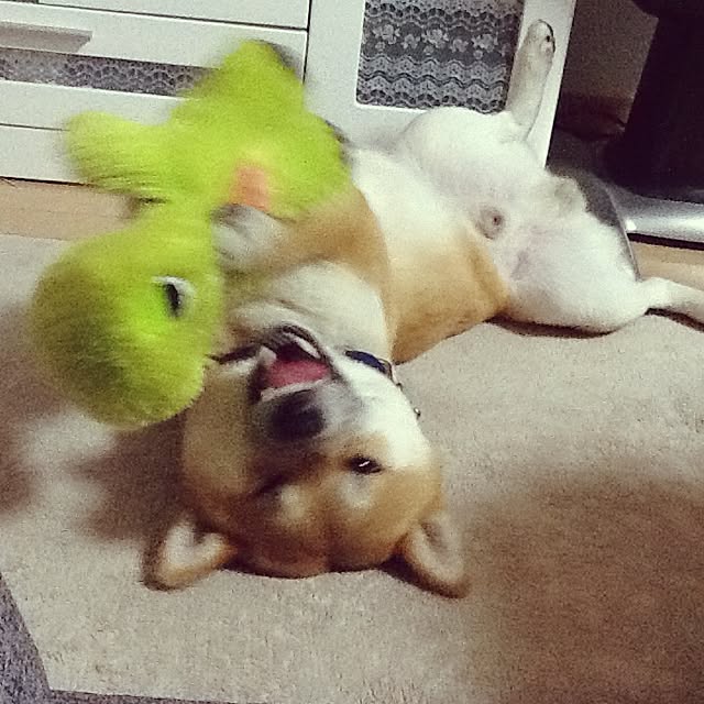 kotaさんの実例写真