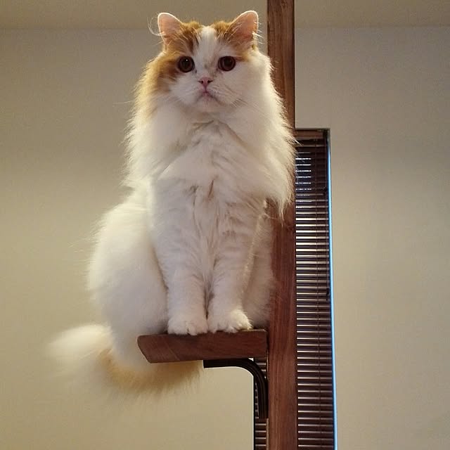1ldksさんの実例写真