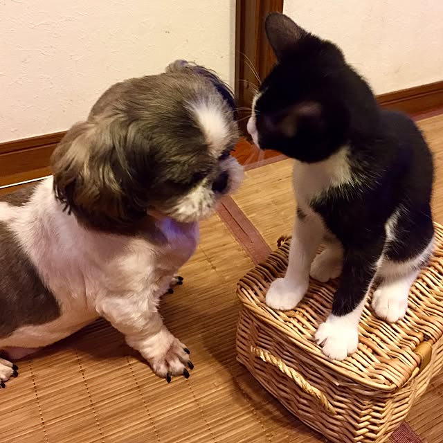 butachanさんの実例写真
