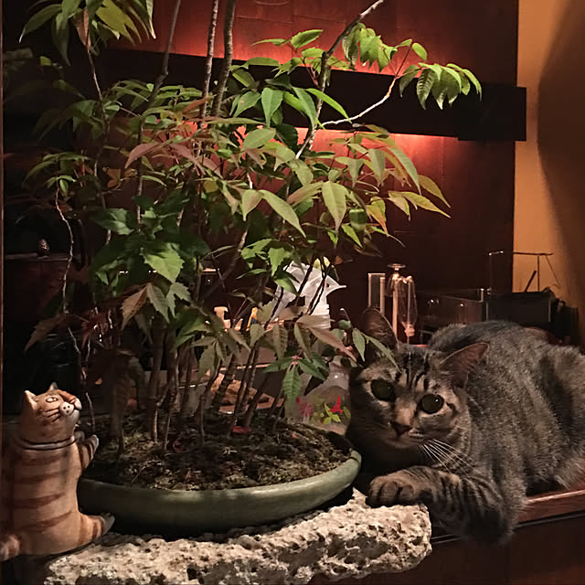 6catさんの実例写真
