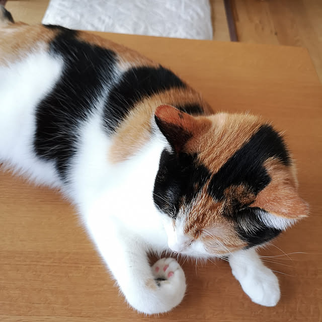 koyurizuさんの実例写真