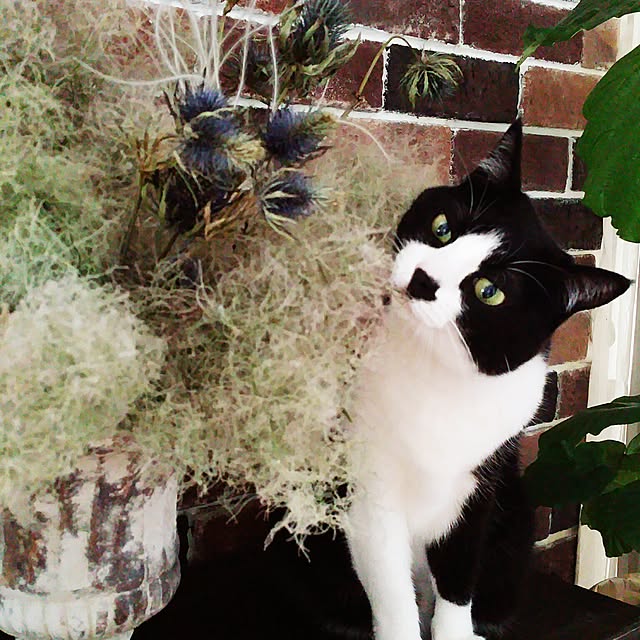 tomoppさんの実例写真