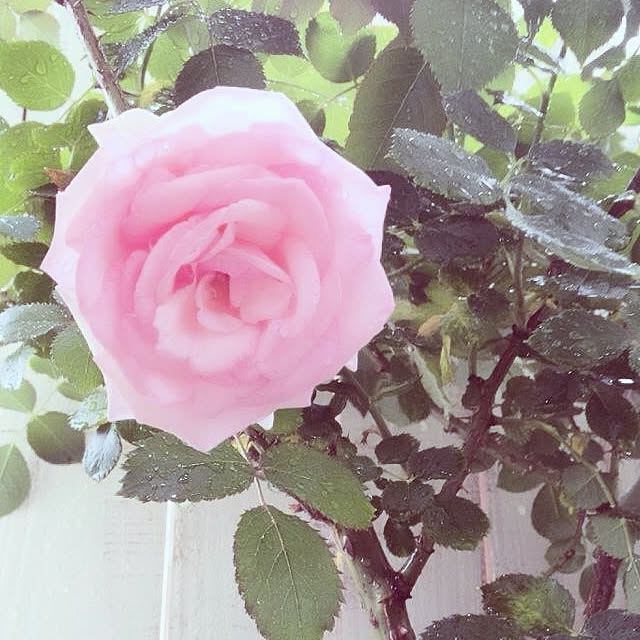 shihoさんの実例写真