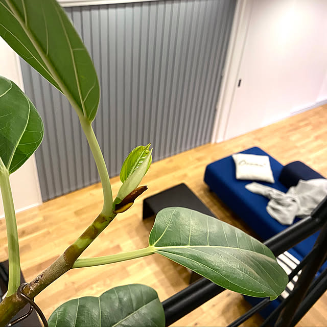 HAMUSUKEさんの実例写真