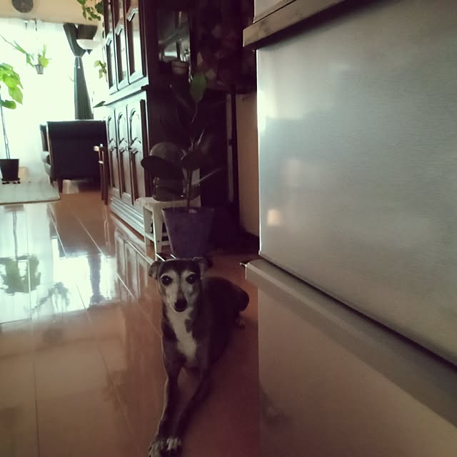 moruさんの実例写真