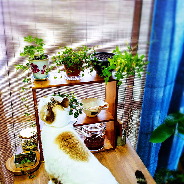 choku3さんの実例写真