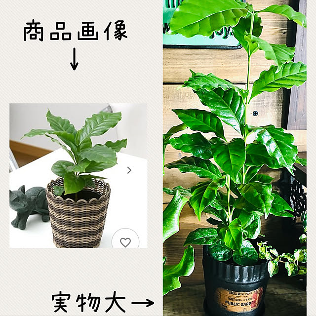 Mieさんの実例写真