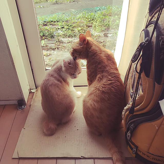 kou-kitiさんの実例写真