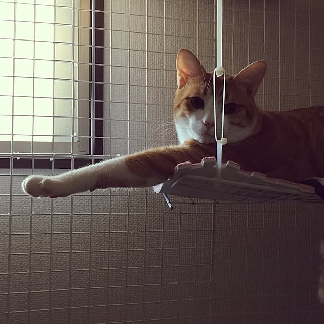 kaihazuさんの実例写真