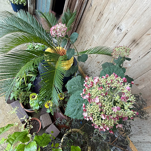cotaさんの部屋
