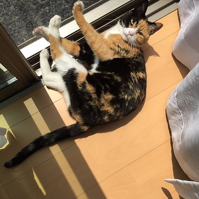 meguchiyoさんの実例写真
