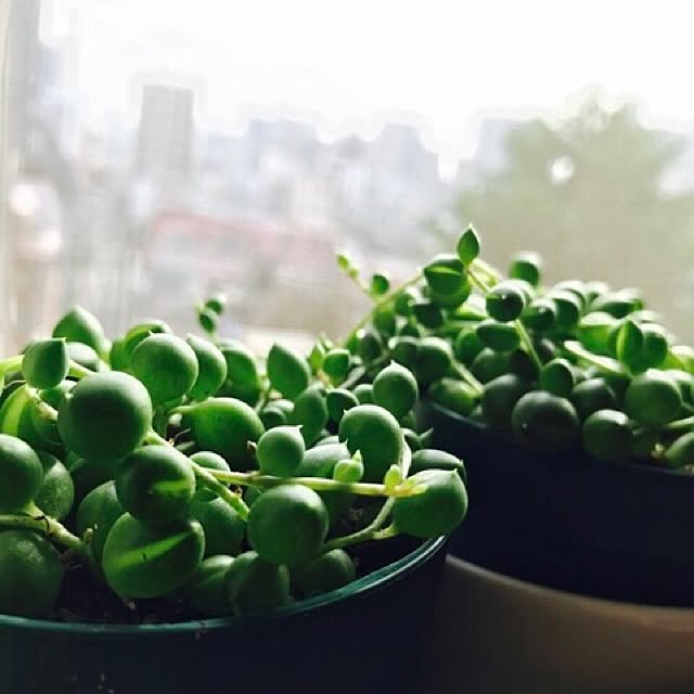 renさんの実例写真