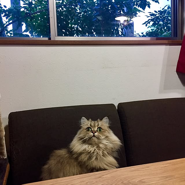 butachanさんの実例写真