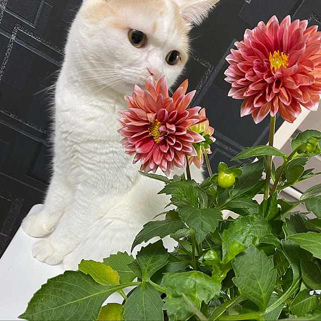 jewellunaleonさんの実例写真