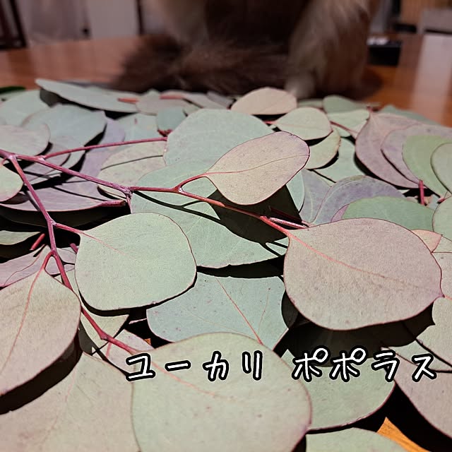 kankanmom_horn_5catsさんの部屋