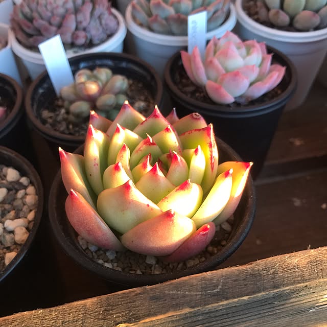 miniさんの実例写真