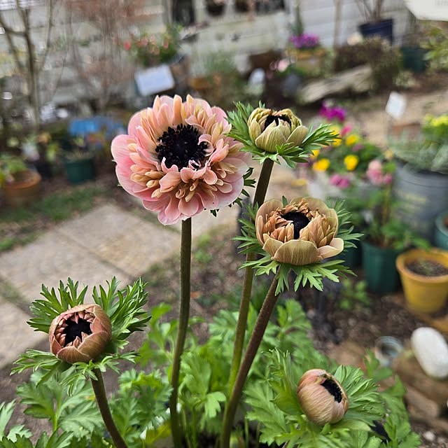 min_nimさんの部屋