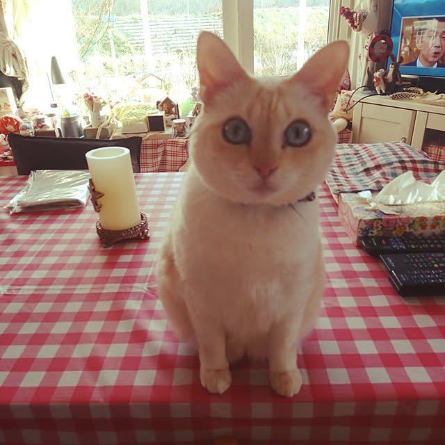 Shimaさんの実例写真