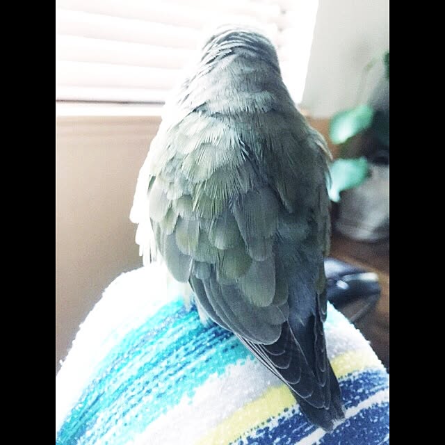 kaotanさんの実例写真