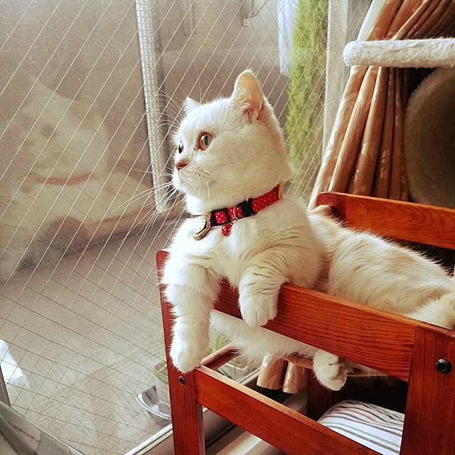 6catsさんの実例写真