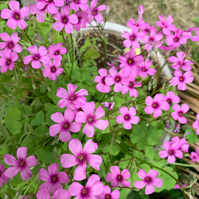 noinoi99さんの実例写真