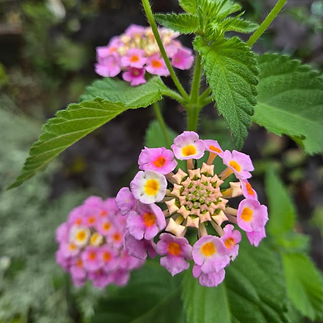 min_nimさんの実例写真