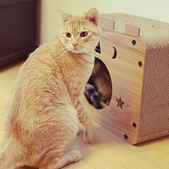 chiiさんの実例写真