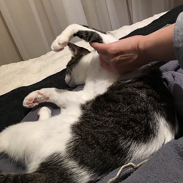 Shihoさんの実例写真