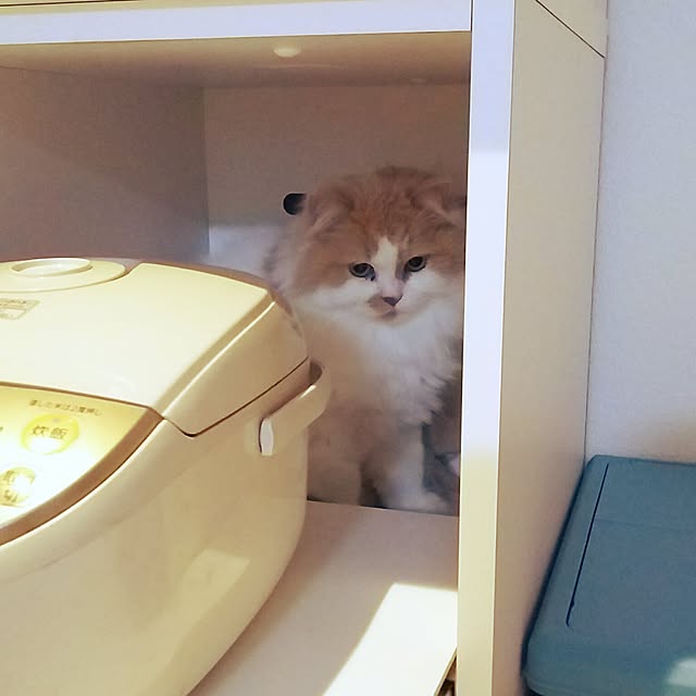nonkoさんの実例写真