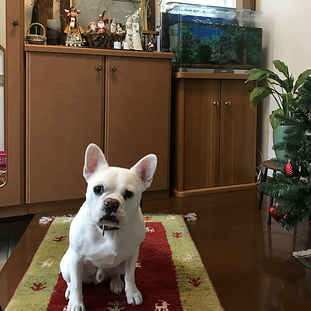 gin_mamaさんの実例写真