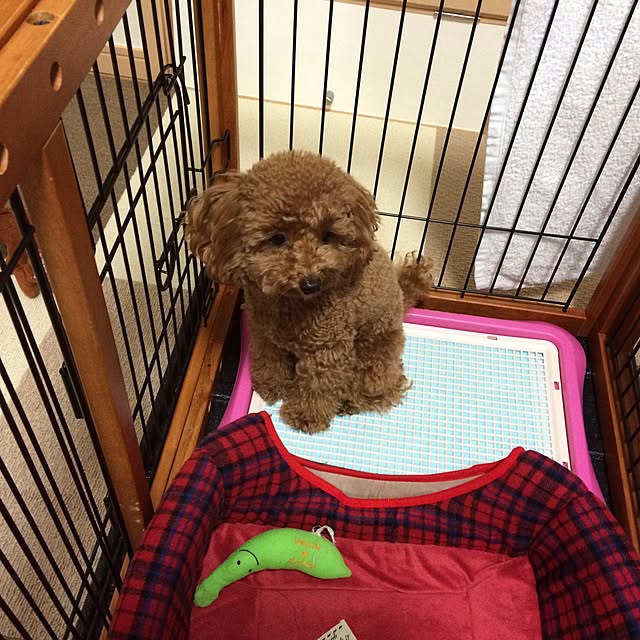 kurusnsdさんの実例写真