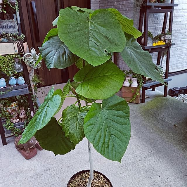 mocomocoさんの部屋