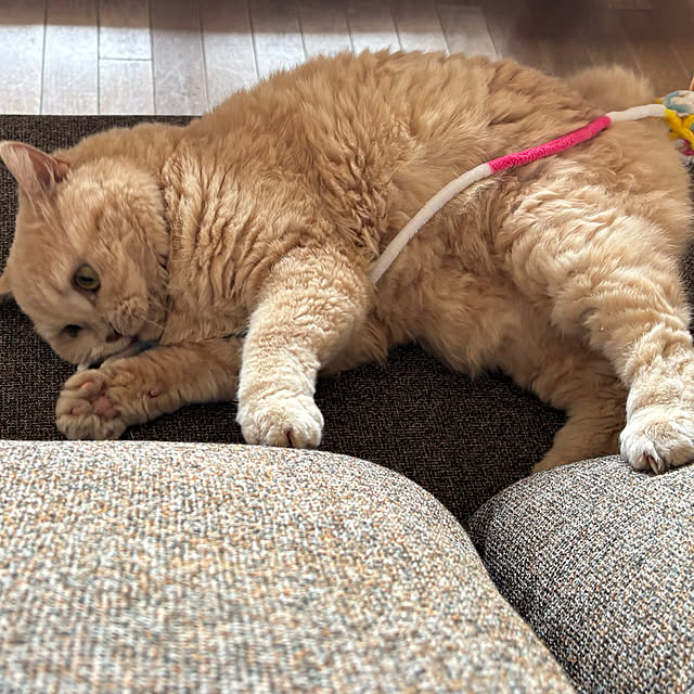 naokoさんの実例写真