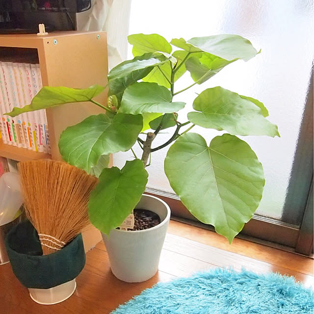Soraoさんの実例写真